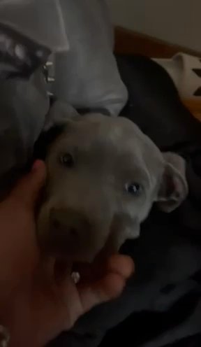 Grey Female americsn staffy For Rehome!