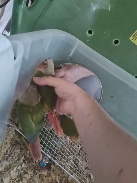 REHOMED high red pineapple, pineapple, and cinnamon green cheek conures