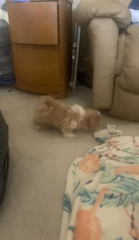 Shih Tzu Akc Available 8/8/2024