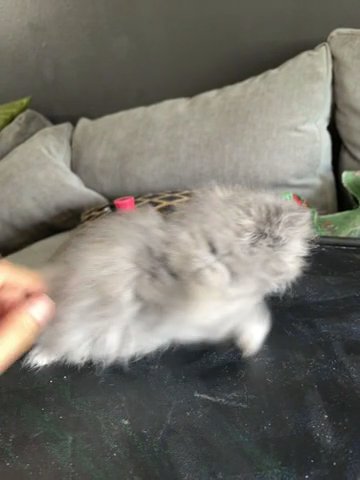 Persian Kitten