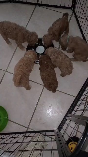 Cavapoo Puppies
