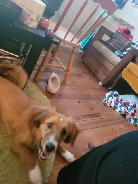 Rex !