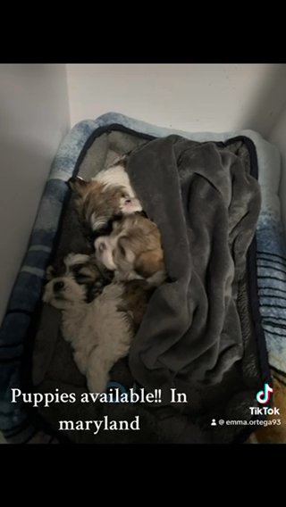 Shih Tzu Puppies