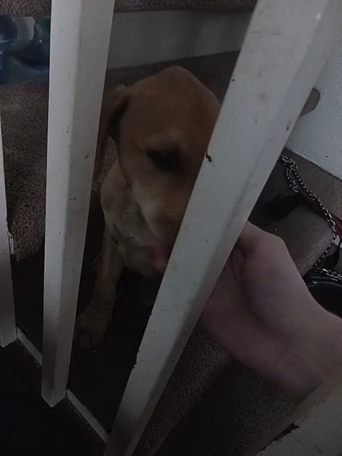 Golden Lab