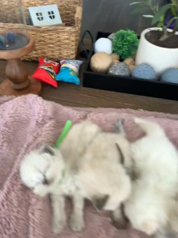 Persian kittens
