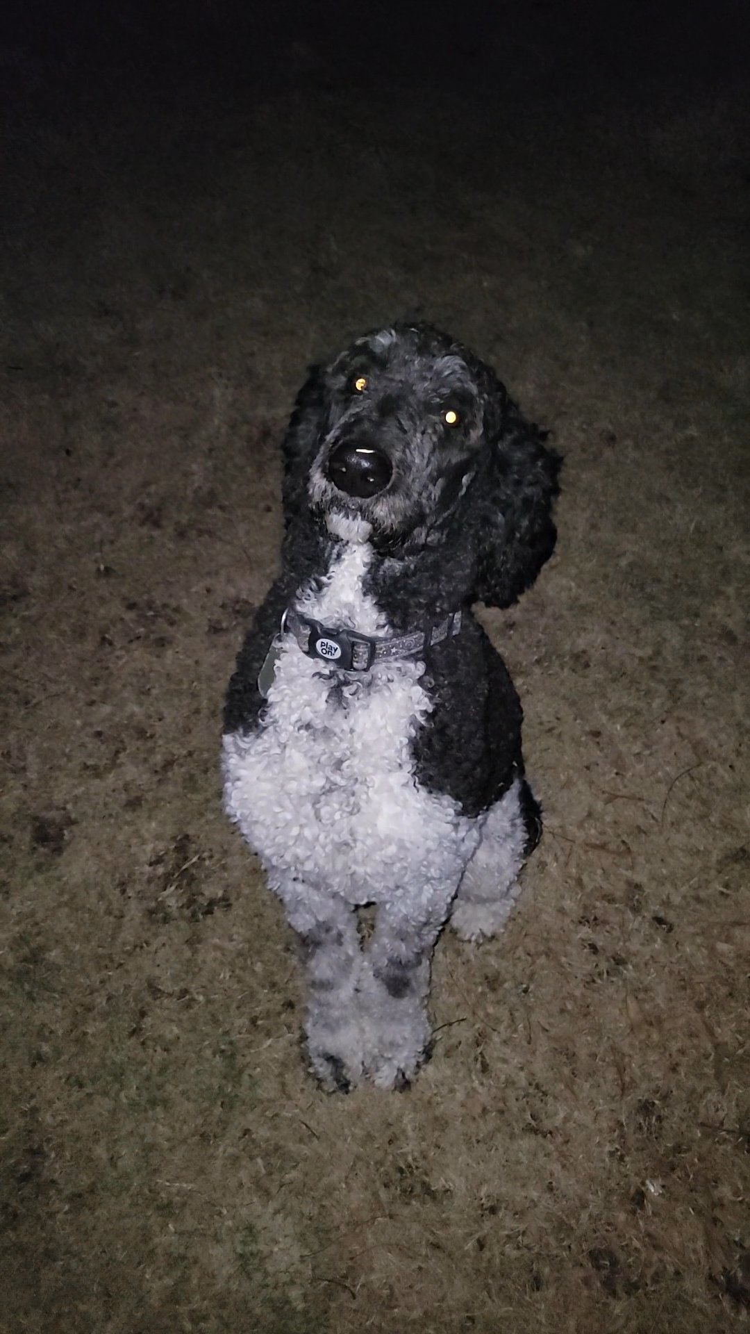 AKC Registered Parti Poodle Stud