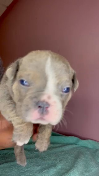 Bushwick Bullies Broly & Mimi 1st Litter Female blue tri