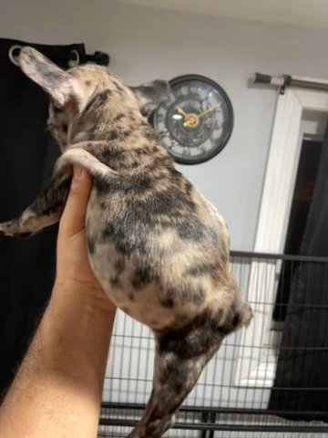 Male Blue Fawn French Bulldog