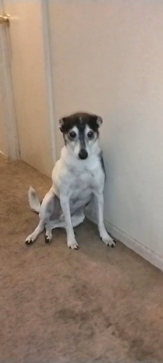 Doggy Available