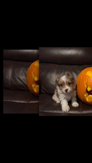 SOLD—AKC Yorkies