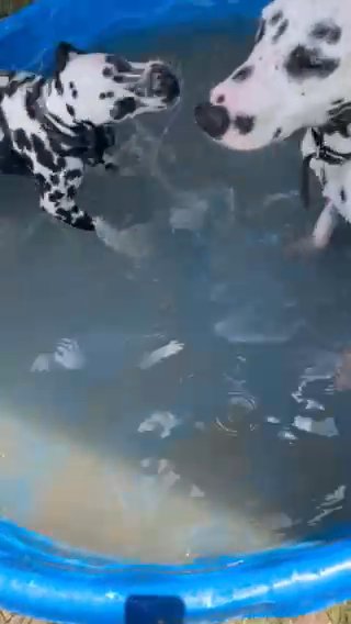 Dalmatians
