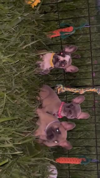 Females Frenchies Available