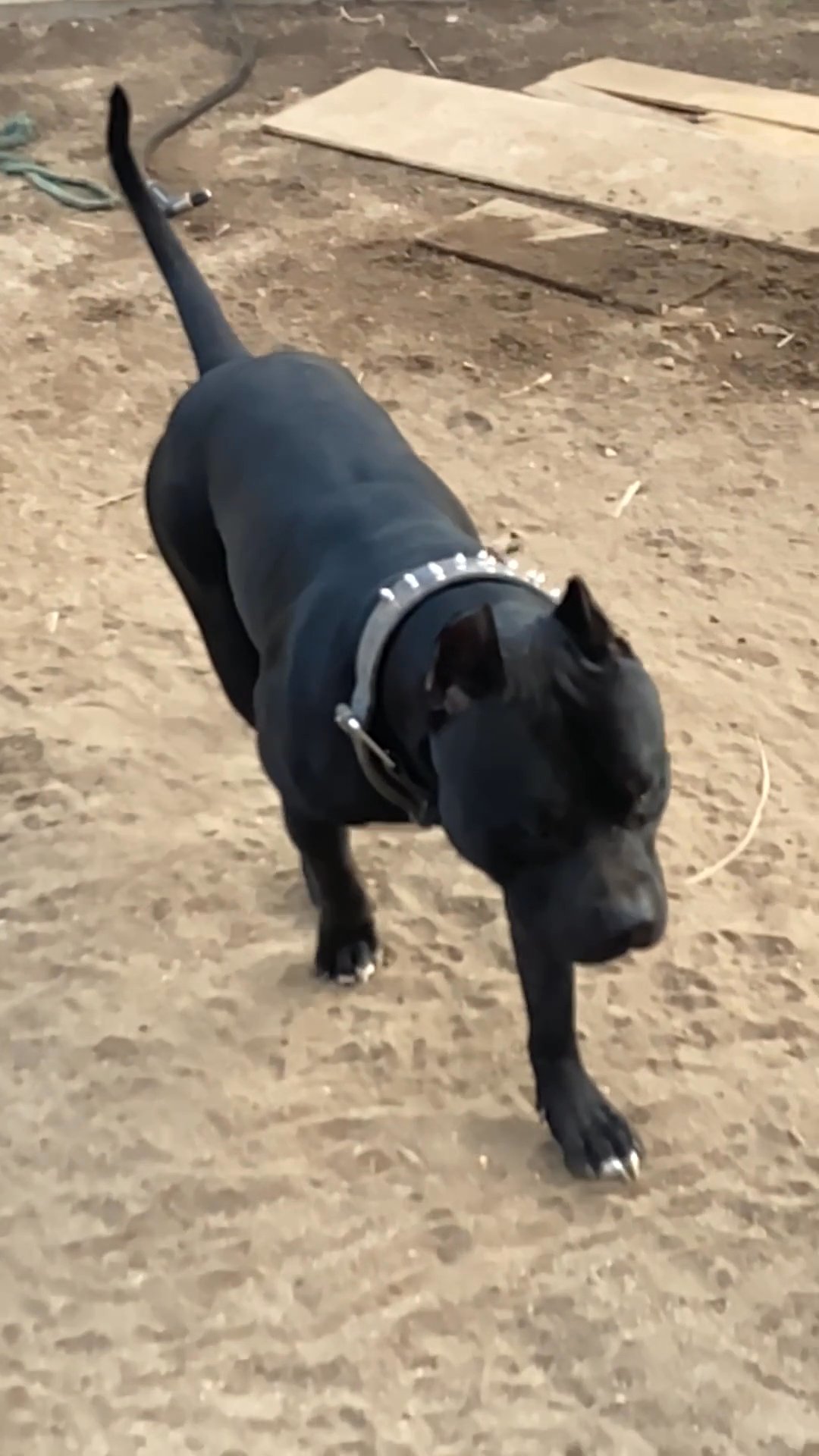 American XLBULLIES 9 weeks old ready to go