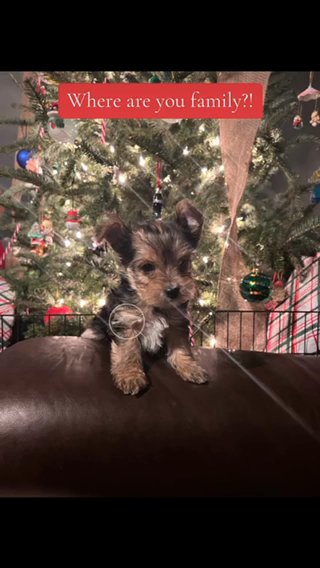 SOLD—AKC Parti Yorkie Boys