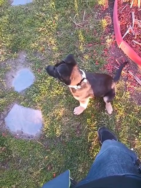 6 month old German Shepherd male puppy