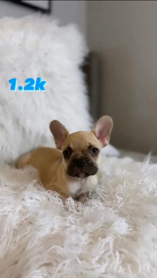 French Bulldog Puppies