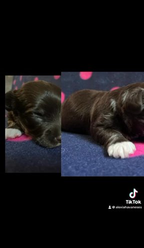 Chocolate AKC Registered Havanese Puppies