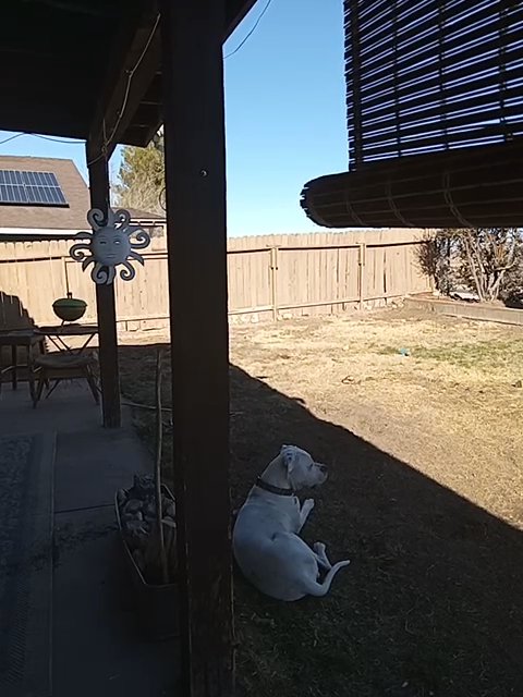 Apollo in the shade