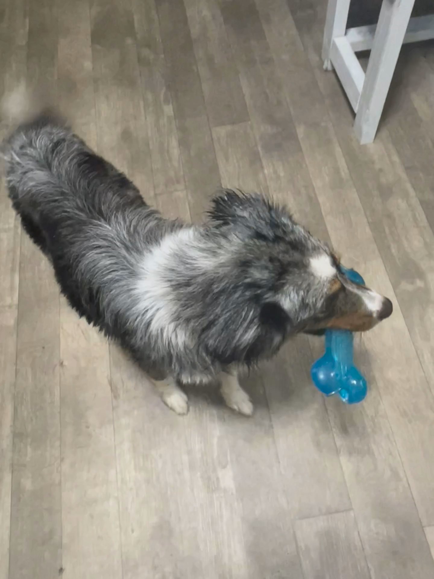 Very happy and energetic Aussie need a better home