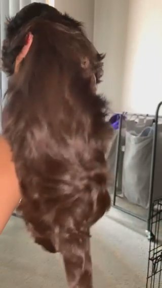 Male Chocolate Brown Havapoo- AVAILABLE