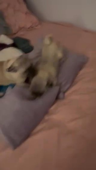 Pug Puppies A Boy And Girl