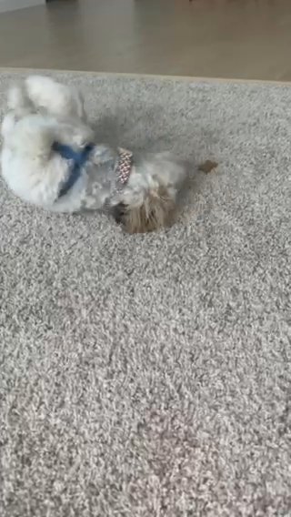 Teddy Bear Puppy For Sale