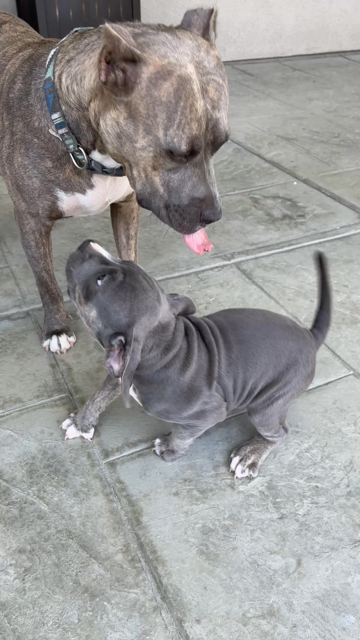 Beautiful bullys