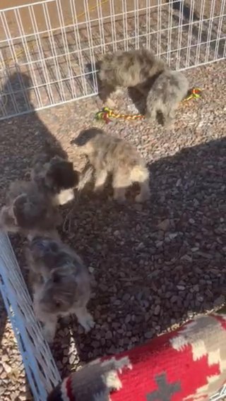 Darling Mega Coated Liver Merle Female
