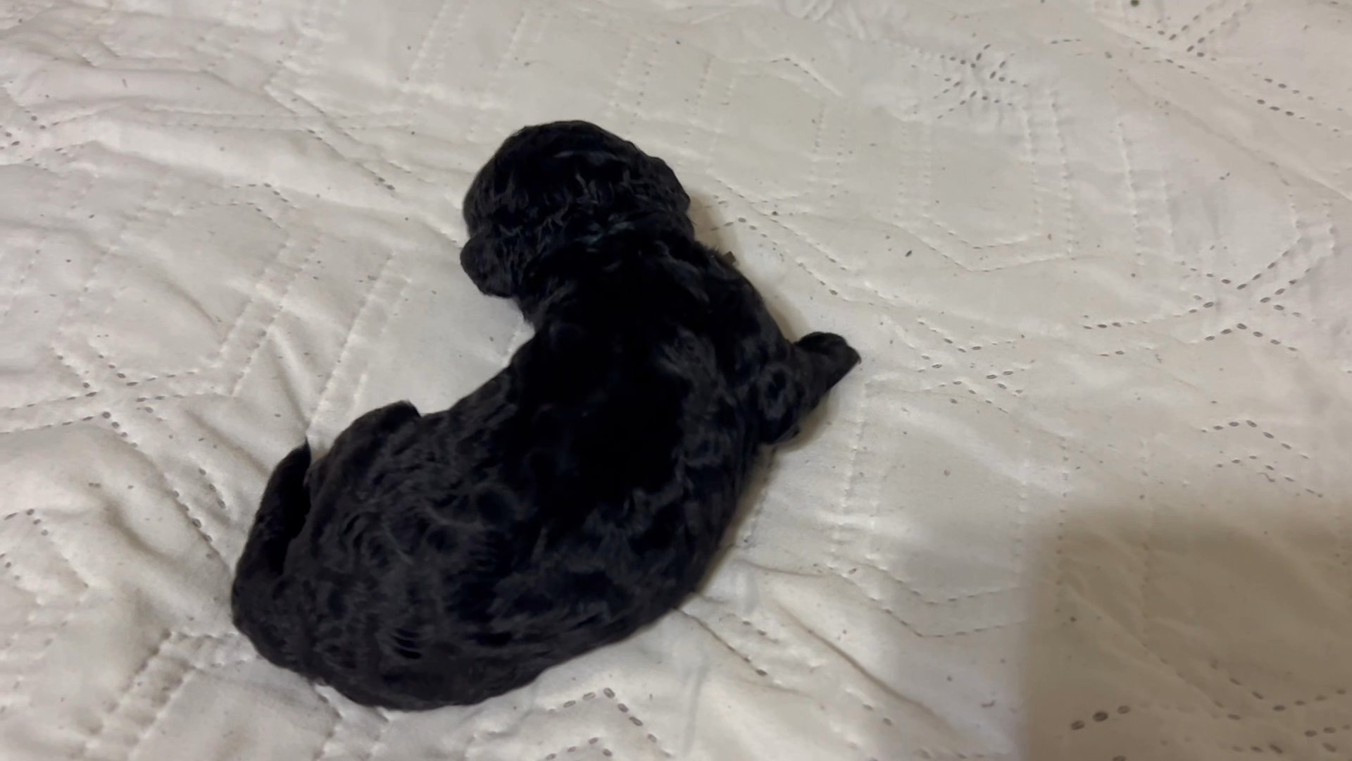 F1B Standard Goldendoodle