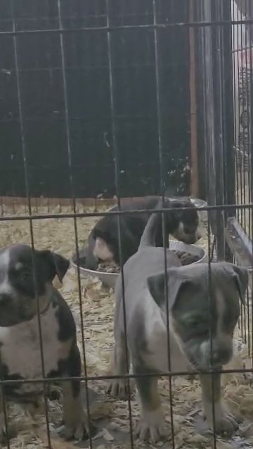 American bully puppies 2 M 1 F