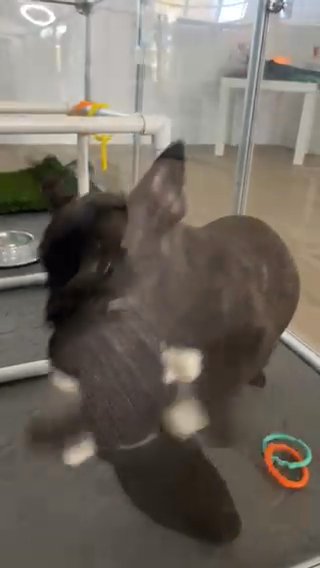 ***Sold***French Bulldog