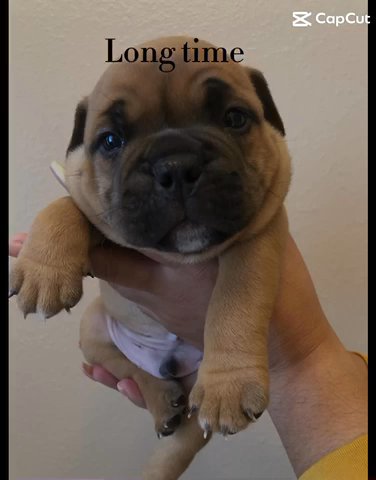 American Bullies