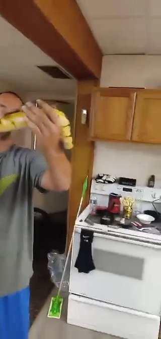 ball python bumblebee tarantula