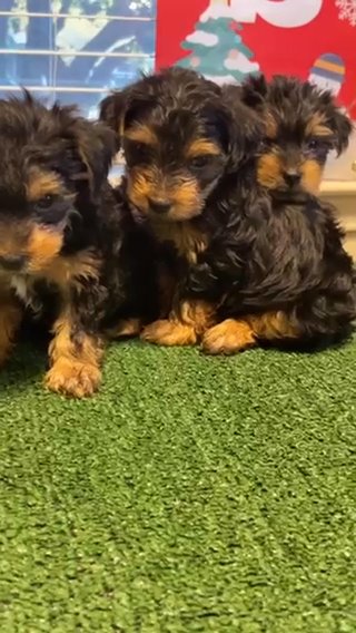 Santa Little Yorkies