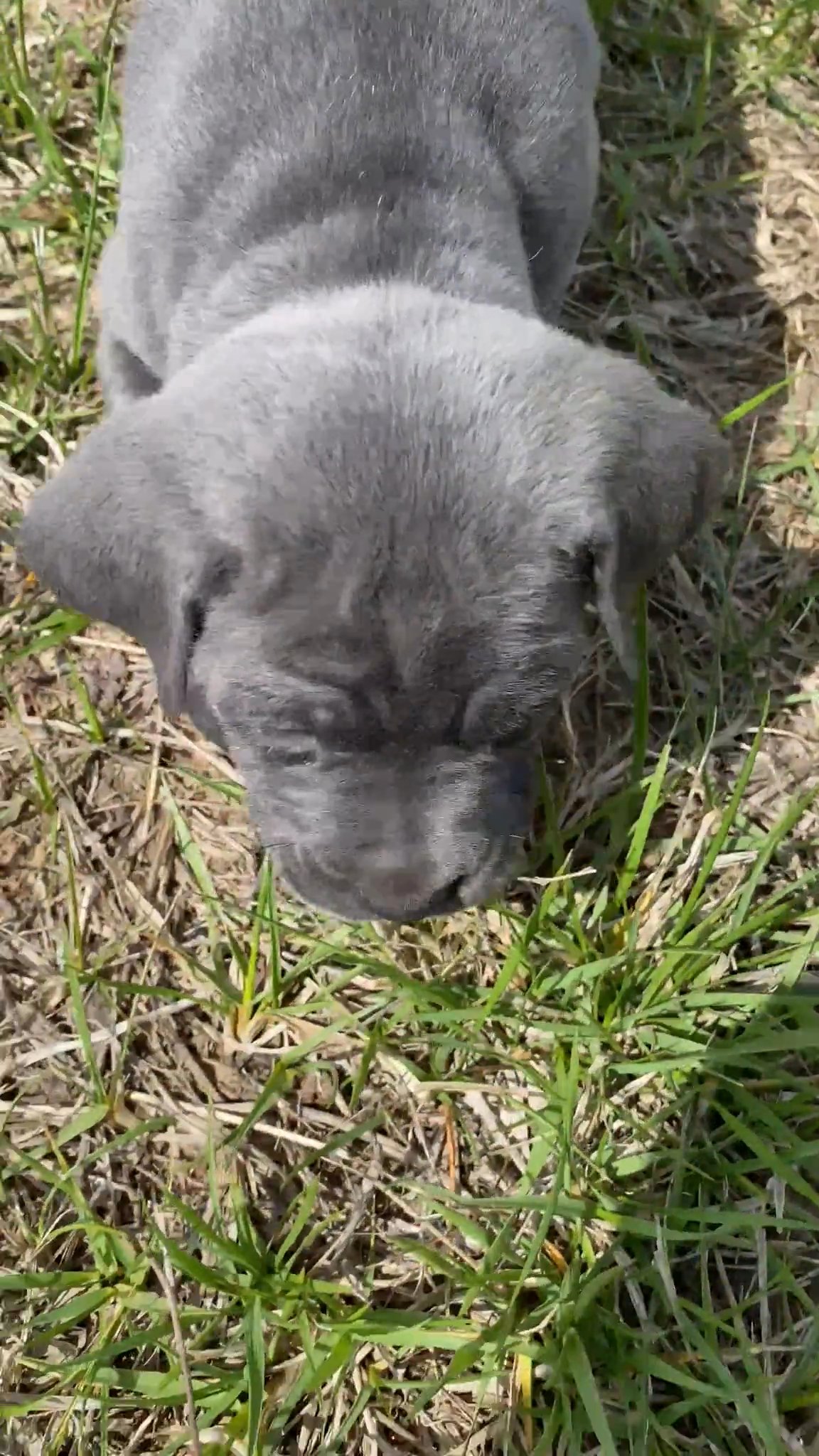 AKC Cane Corso