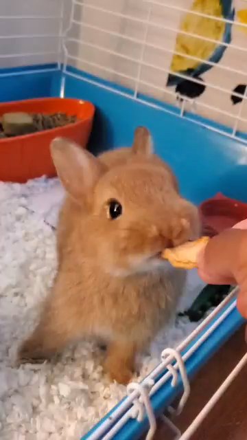 Netherland Dwarf Bunny