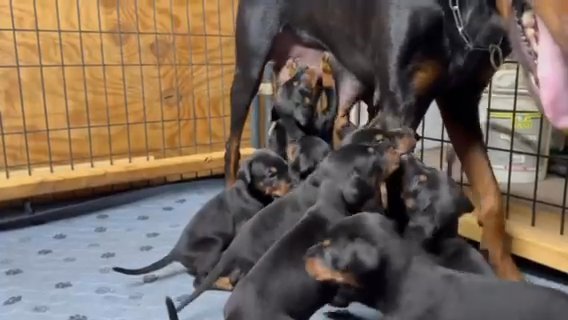 European Doberman Puppies Best Of The Best Bloodline