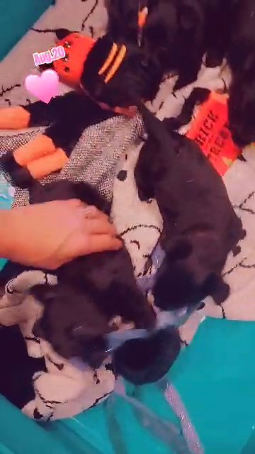 Scottish terrier 8 week old puppys