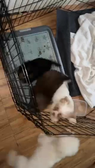 Puppies