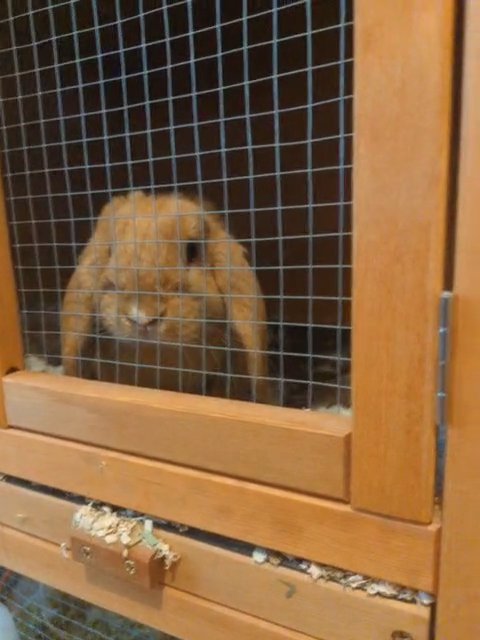 Pure Holland Lops