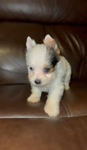 Male AKC Parti Yorkie