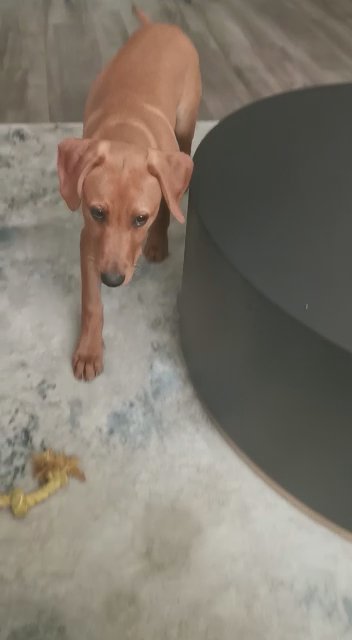Golden Retriever with Catahoula Leopard blend