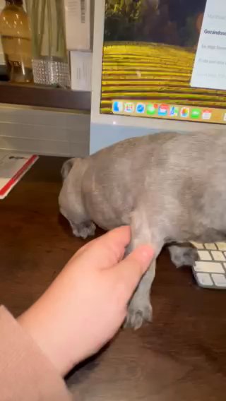 11 Week Male Frenchbulldog