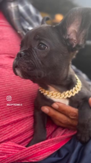 Daffy Duck Black AKC Male French Bulldog Puppy