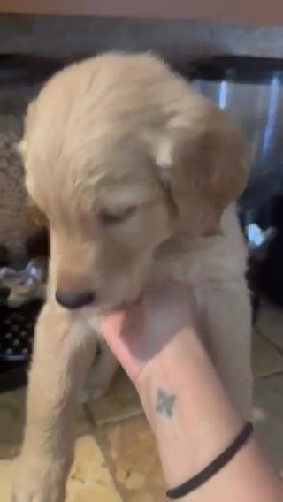 Golden Retriver Puppy