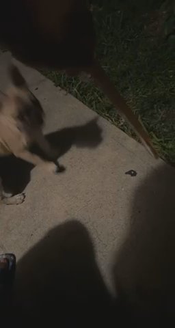 Frenchie