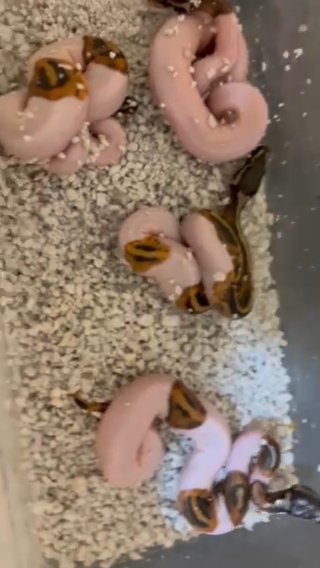 Ball python (Black Pastel Pied)