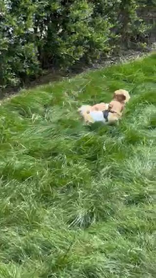 Shitzu Puppies