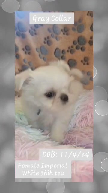 Imperial Shih tzu