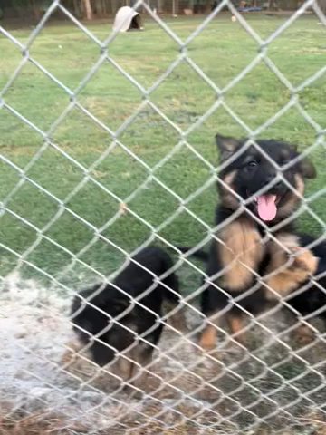Getman Shepherd Puppies (text If Interested)